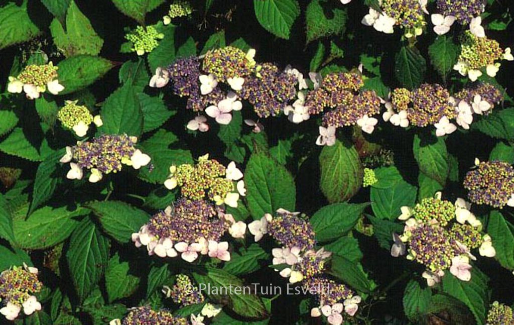 Hydrangea macrophylla ‘Dart’s Songbird’