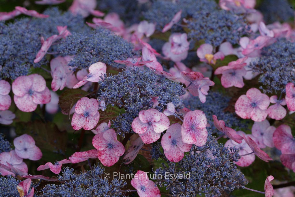 Hydrangea macrophylla ‘Dolgip’ (DOLCE GIPSY)