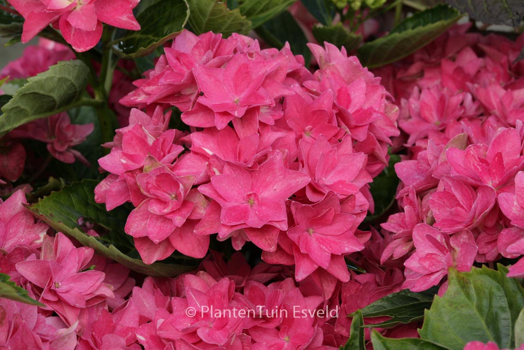 Hydrangea macrophylla ‘Double Dutch Pink’