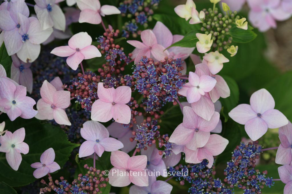 Hydrangea macrophylla ‘Dr. Jean Varnier’