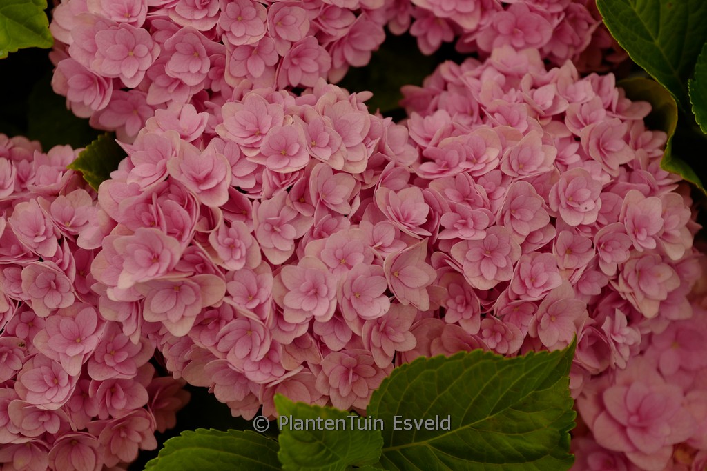 Hydrangea macrophylla ‘ES14’ (FLAIR & FLAVOURS SWEET CUPCAKE)