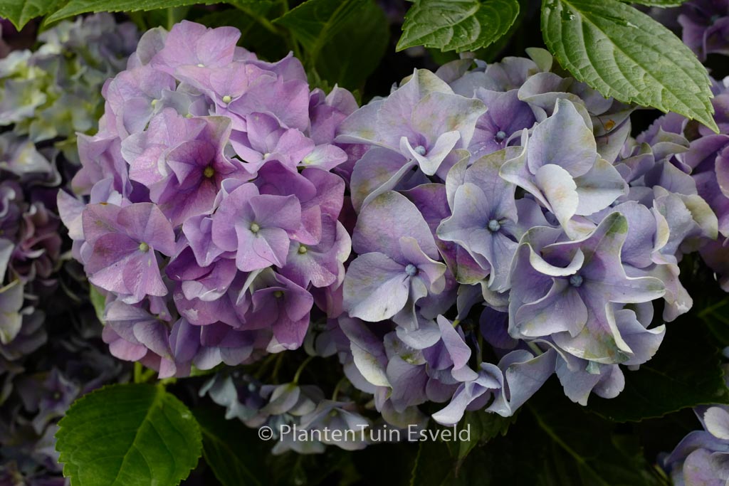 Hydrangea macrophylla ‘Early Blue’