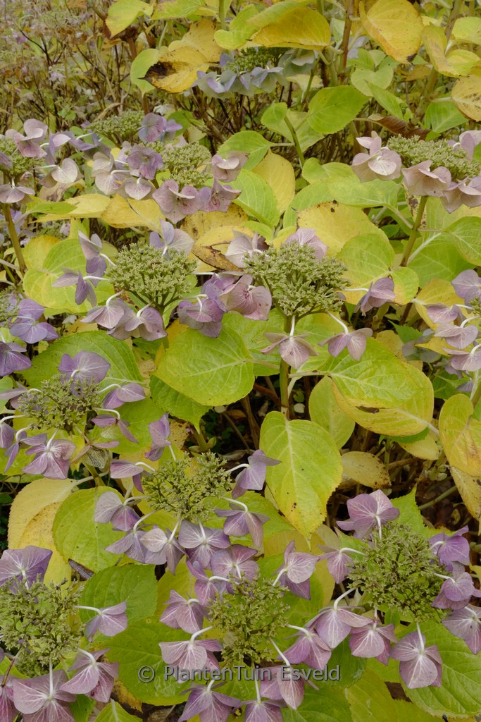 Hydrangea macrophylla ‘Eisvogel’