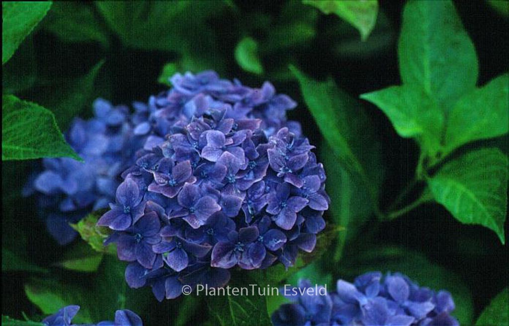 Hydrangea macrophylla ‘Enziandom’