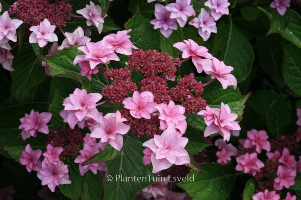 Hydrangea macrophylla ‘Etoile Violette’