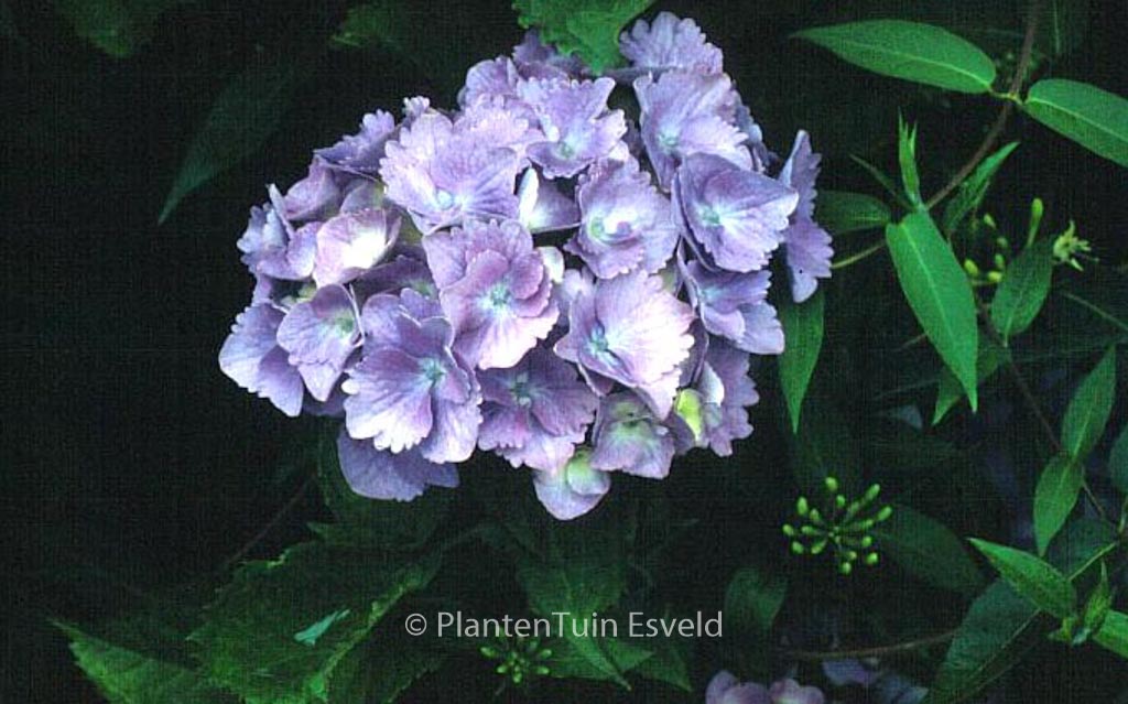 Hydrangea macrophylla ‘Europa’