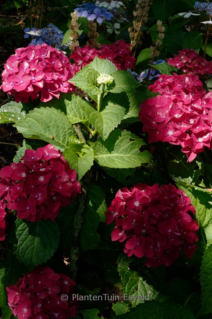 Hydrangea macrophylla ‘Fire Wings’