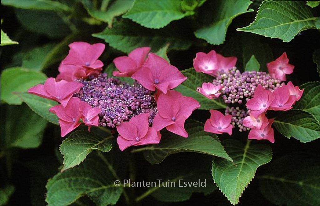 Hydrangea macrophylla ‘Flamingo’