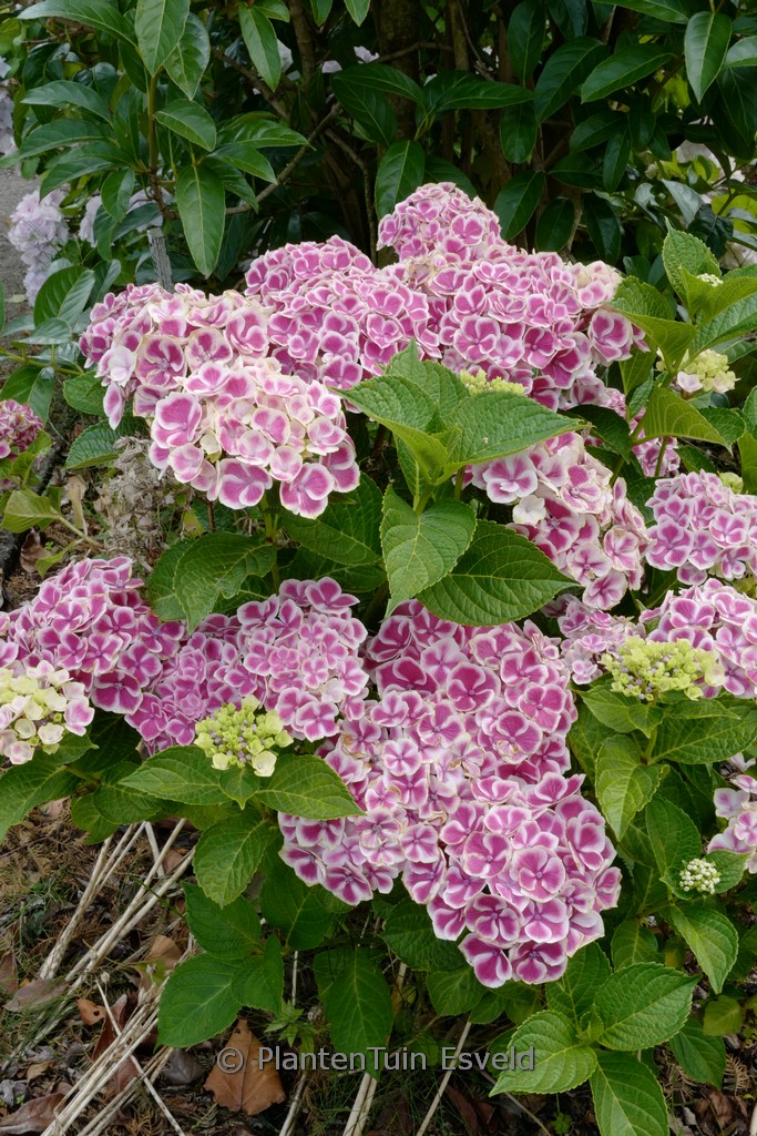 Hydrangea macrophylla ‘Frau Taiko’ (LADY TAIKO)