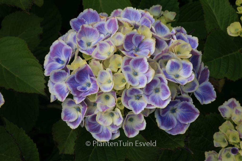 Hydrangea macrophylla ‘Frau Yoshimi’ (LADY YOSHIMI)