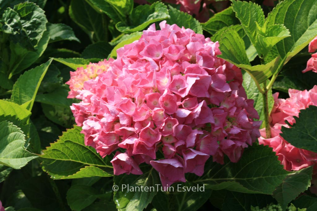 Hydrangea macrophylla ‘Freudenstein’