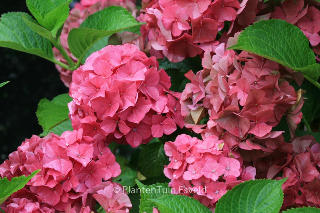 Hydrangea macrophylla ‘Glowing Embers’