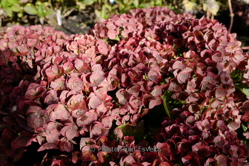 Hydrangea macrophylla ‘Greenline’