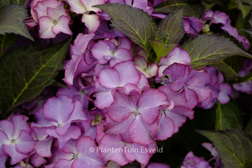 Hydrangea macrophylla ‘H211902’ (TIFFANY)