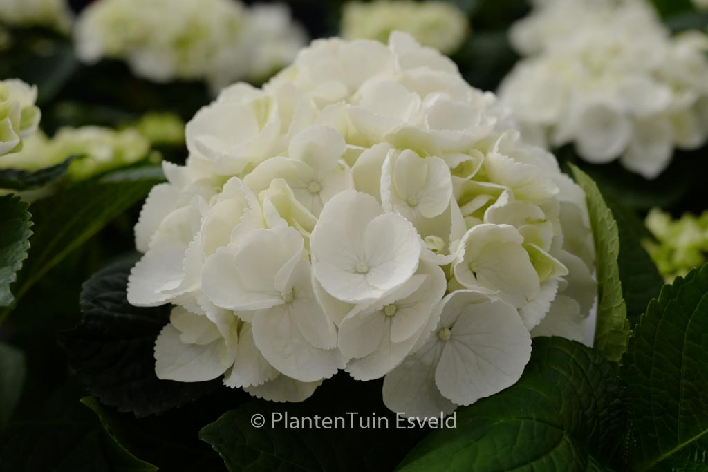 Hydrangea macrophylla ‘HBA215909’ (ICE GIRL)