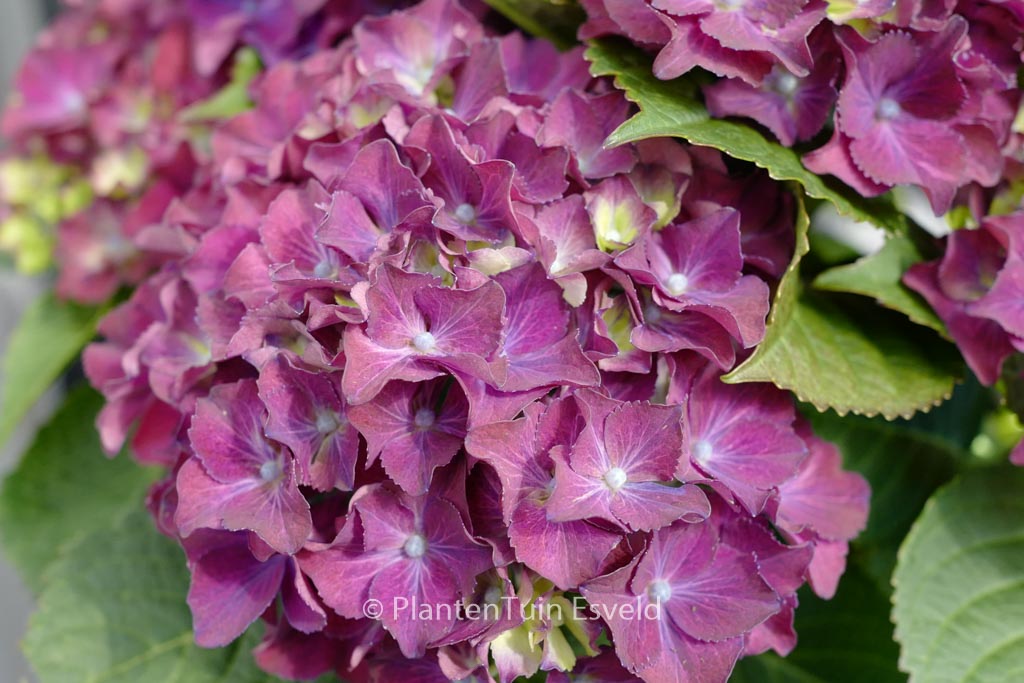 Hydrangea macrophylla ‘HBA215911’ (SPEEDY RED IMPROVED)