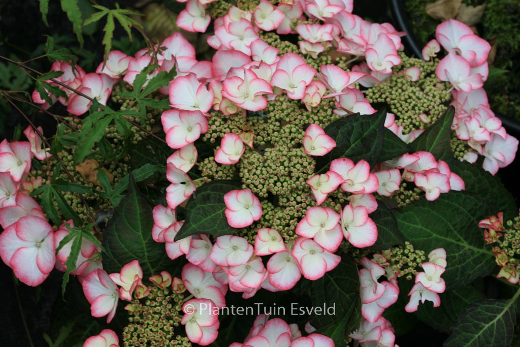 Hydrangea macrophylla ‘HBACHAR’ (CHARME)