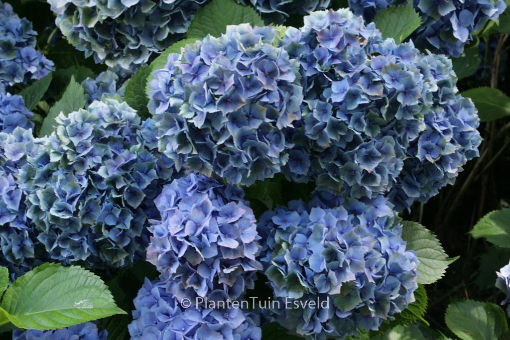 Hydrangea macrophylla ‘Hamburg’