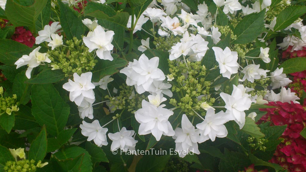 Hydrangea macrophylla ‘Hanabi’ (FIREWORKS)