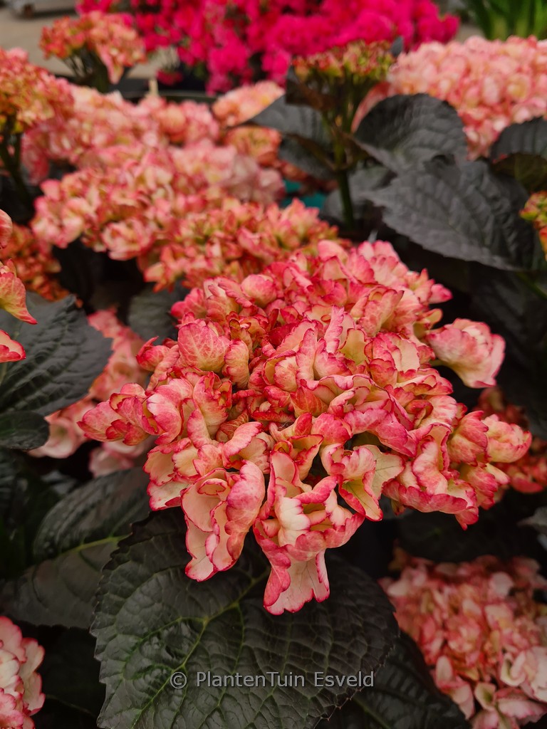 Hydrangea macrophylla ‘Hokomamipe’ (Midnight Pearl)