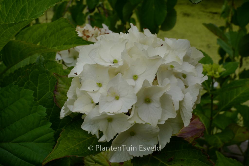 Hydrangea macrophylla ‘Hokomano’ (MAGICAL NOBLESSE)