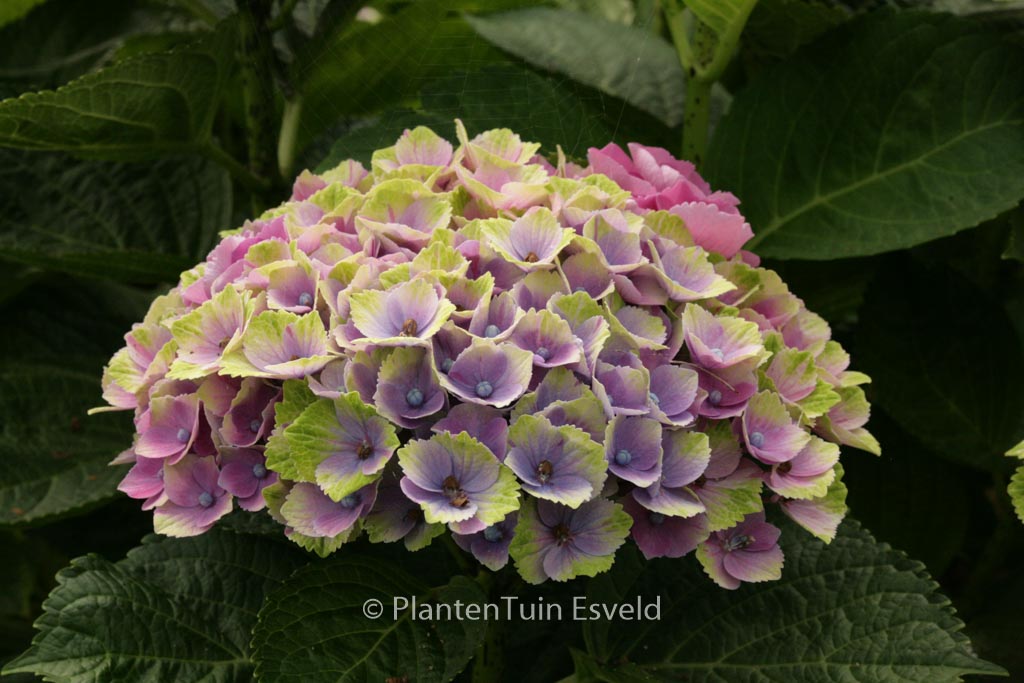 Hydrangea macrophylla ‘Hokomathyst’ (MAGICAL AMETHYST)