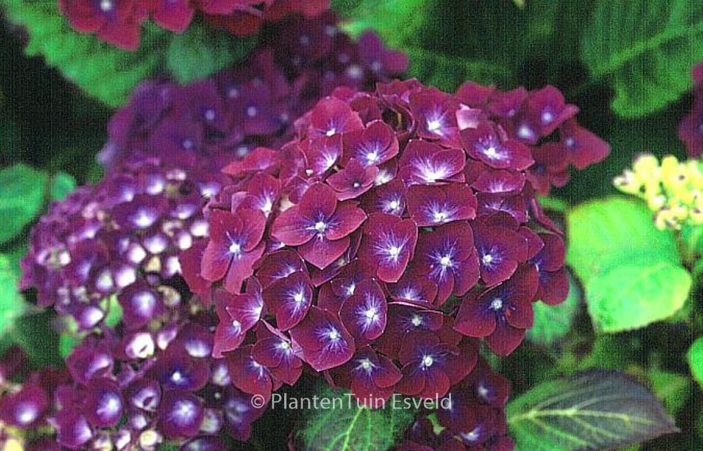Hydrangea macrophylla ‘Holehird Purple’