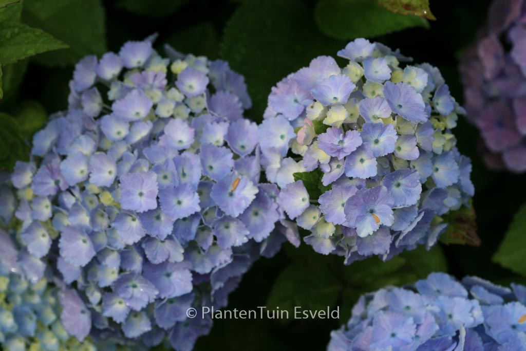 Hydrangea macrophylla ‘Homigo’ (HOVARIA)