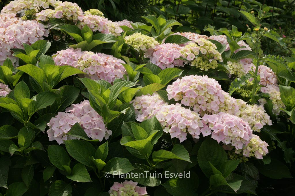 Hydrangea macrophylla ‘Hopaline’ (HOVARIA)