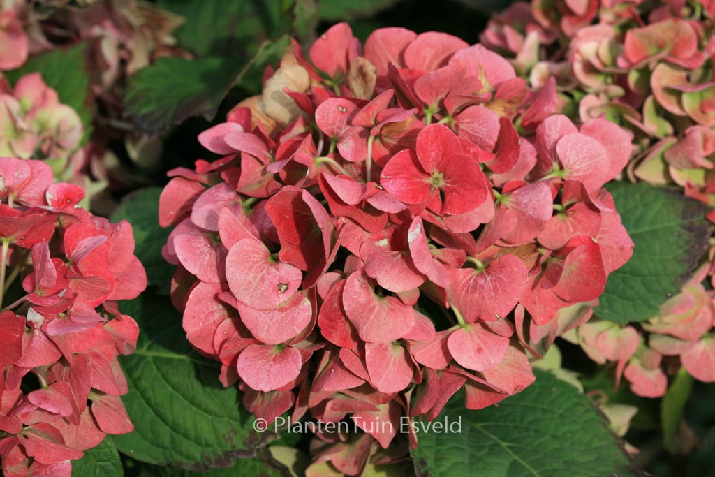 Hydrangea macrophylla ‘Horo’ (MAGICAL ROBIN)