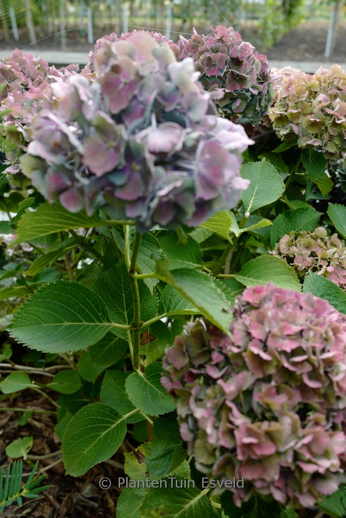 Hydrangea macrophylla ‘Hortmabluebel’ (MAGICAL BLUEBELLS)