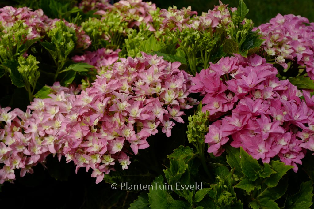 Hydrangea macrophylla ‘Hortmafarfa’ (MAGICAL FARFALLA)