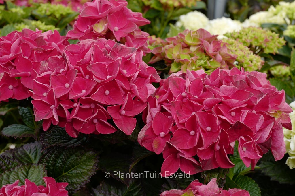 Hydrangea macrophylla ‘Hortmagicri’ (MAGICAL CRIMSON)