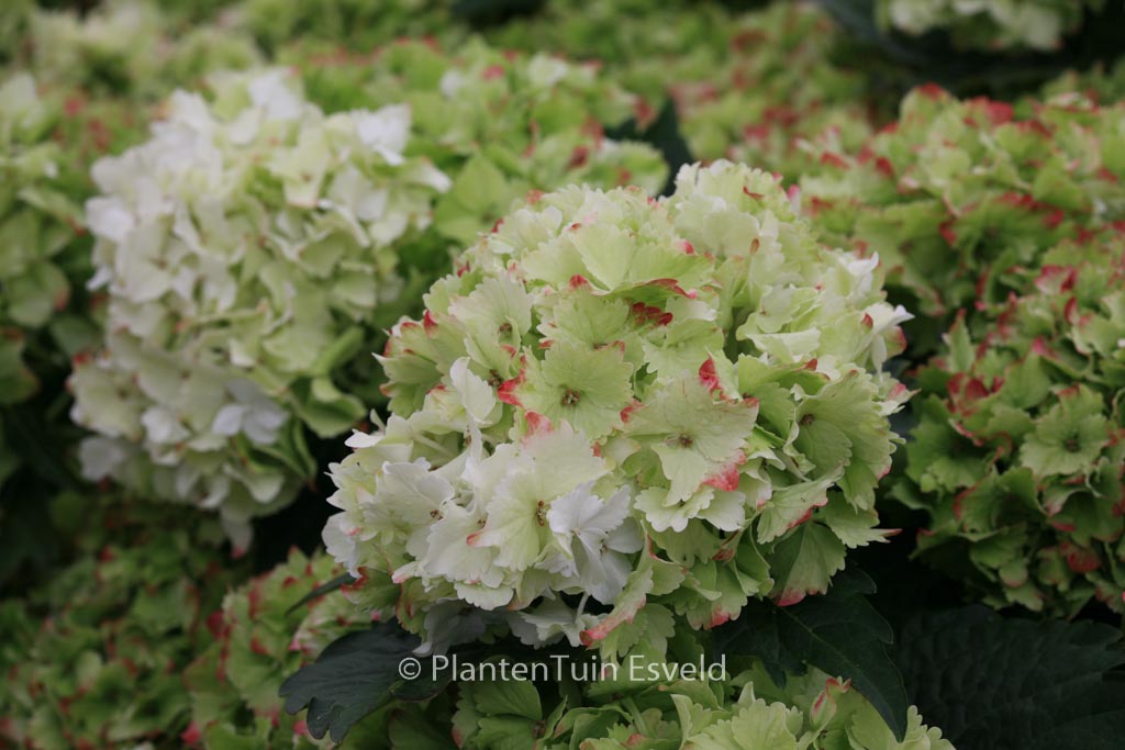 Hydrangea macrophylla ‘Hortmaja’ (MAGICAL JADE)