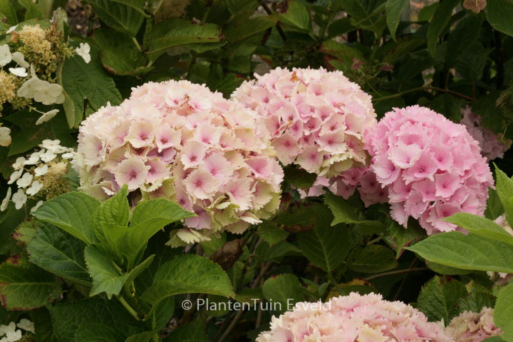 Hydrangea macrophylla ‘Hortmoc’ (MAGICAL OCEAN)