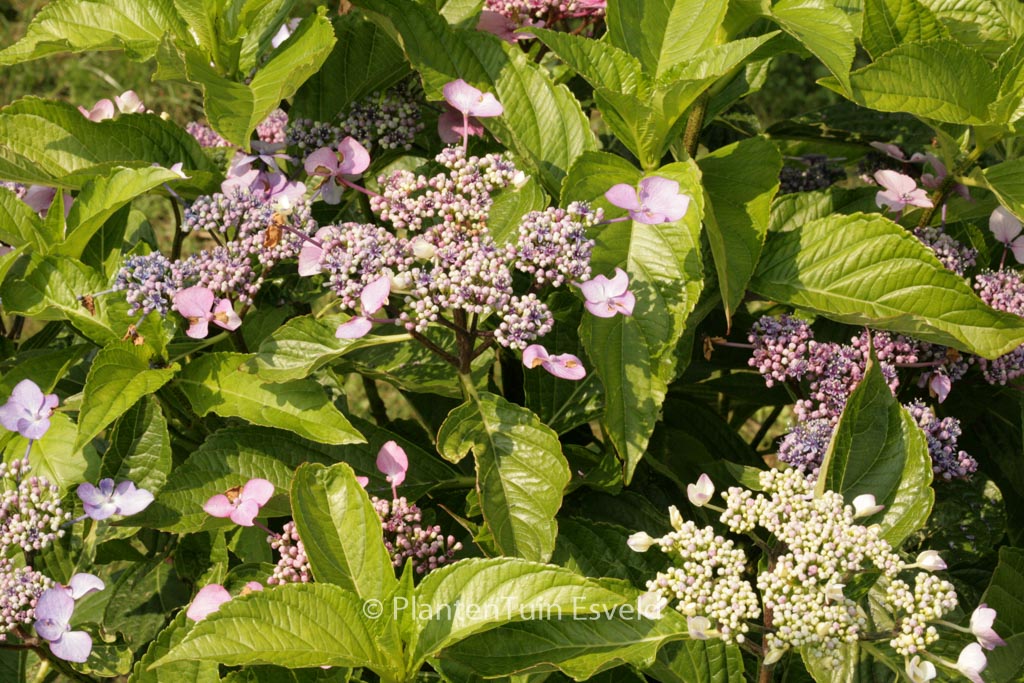 Hydrangea macrophylla ‘Ito shiofuki kaigan shibori’