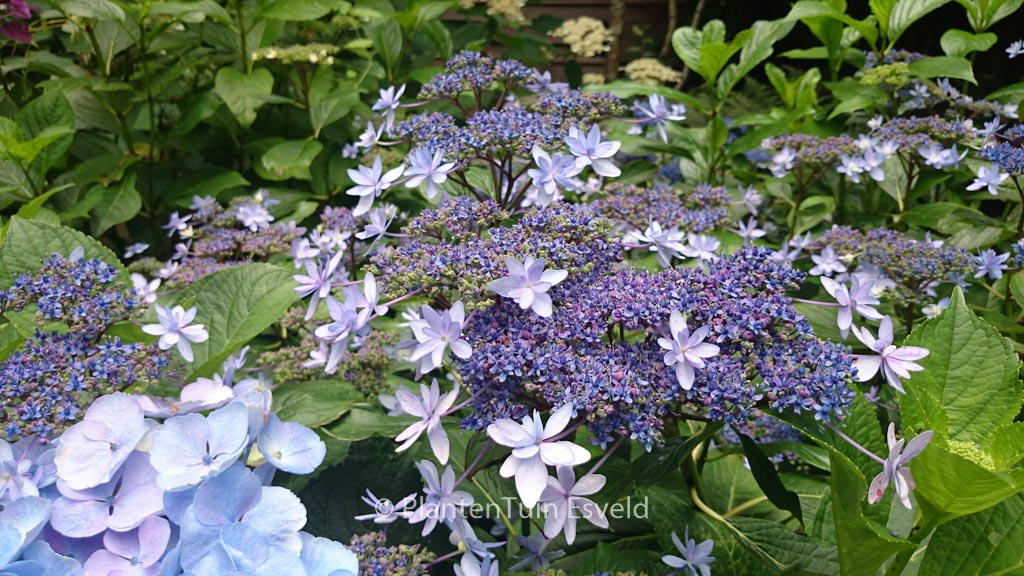 Hydrangea macrophylla ‘Izu no hana’