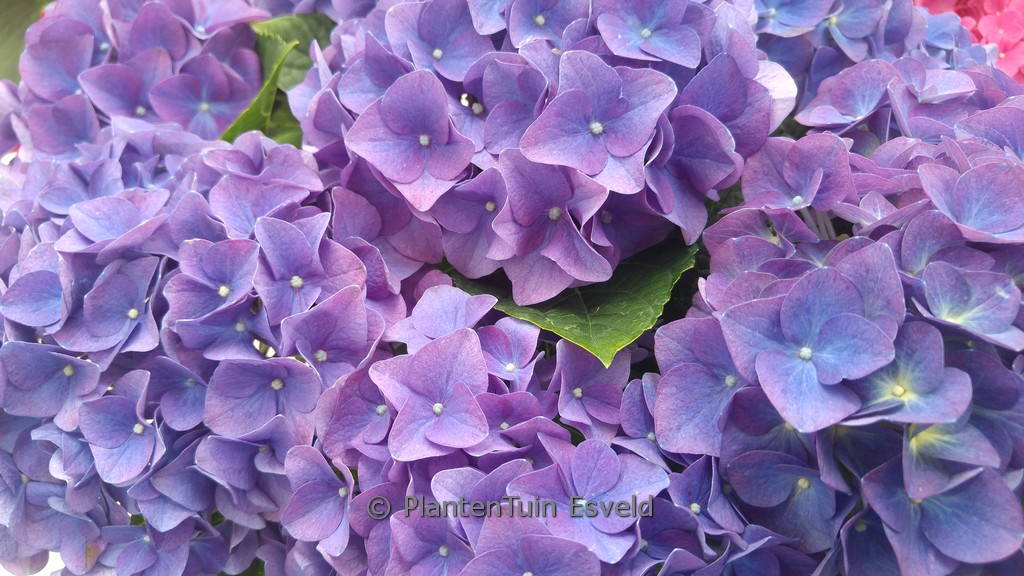 Hydrangea macrophylla ‘Jipp26’ (JIP BLAUW)