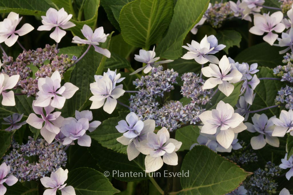 Hydrangea macrophylla ‘Jogosaki’