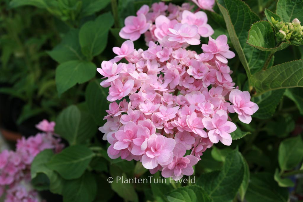 Hydrangea macrophylla ‘Jomari’ (FIREWORKS JOMARI)