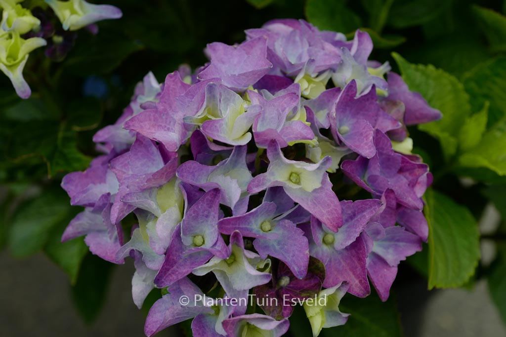 Hydrangea macrophylla ‘Jong 01’ (LADY MATA HARI)
