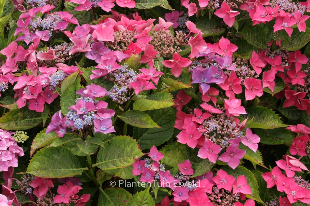 Hydrangea macrophylla ‘Kardinal’