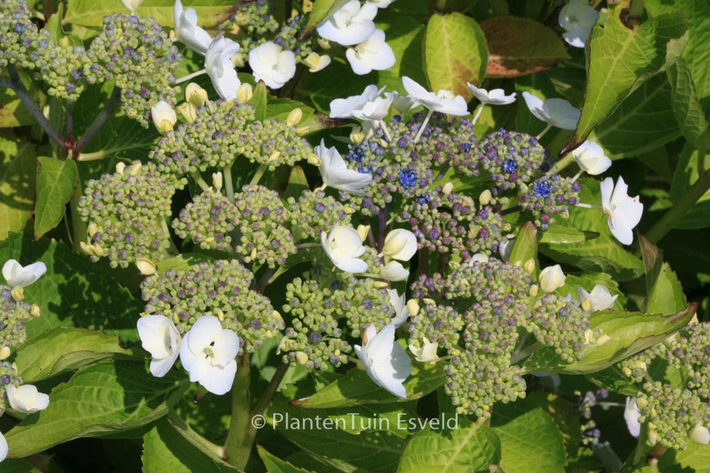 Hydrangea macrophylla ‘Kay Leslie’