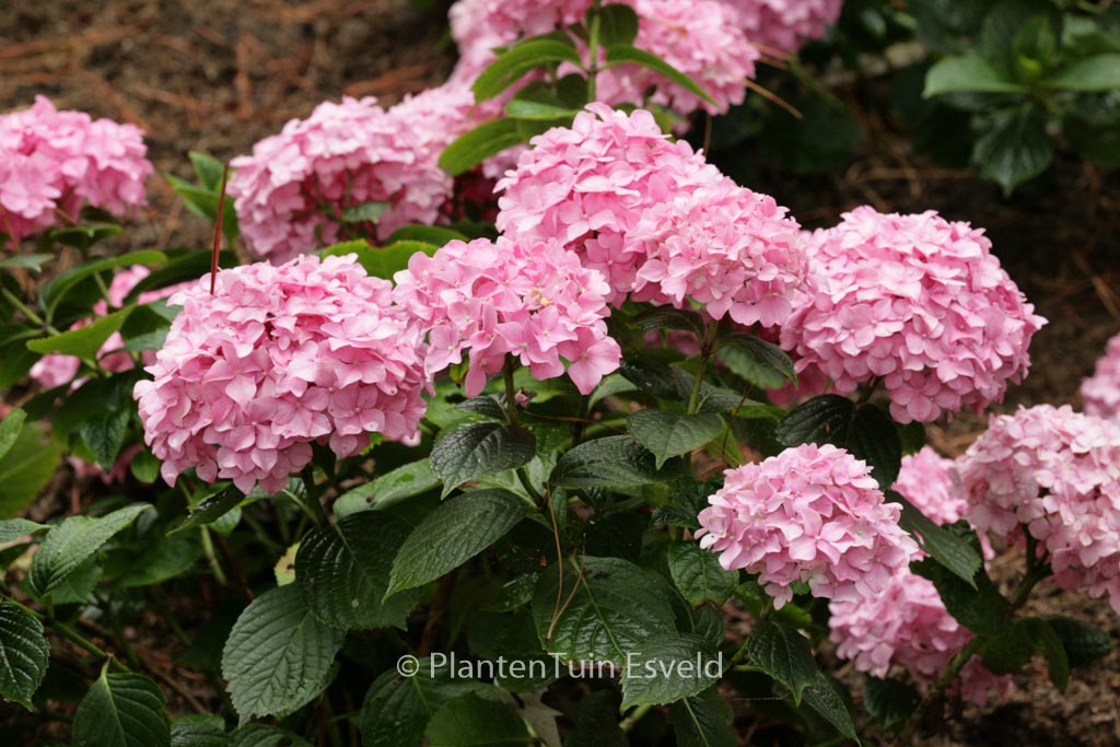 Hydrangea macrophylla ‘King George V’