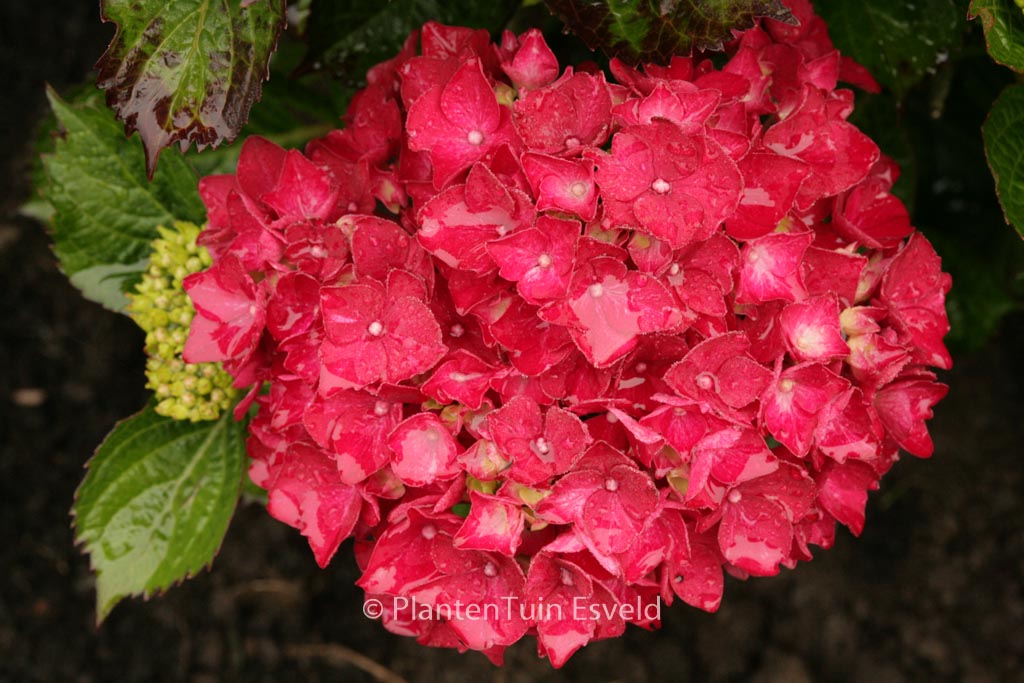 Hydrangea macrophylla ‘Kolmaru’ (MAGICAL RUBYRED)