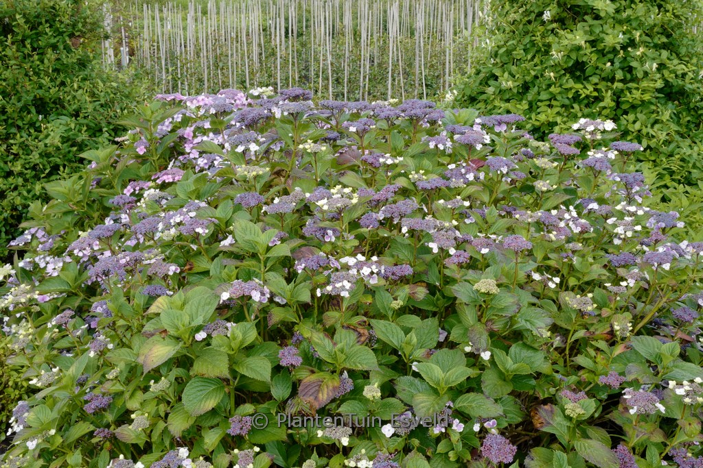 Hydrangea macrophylla ‘Komochiana sezuka’