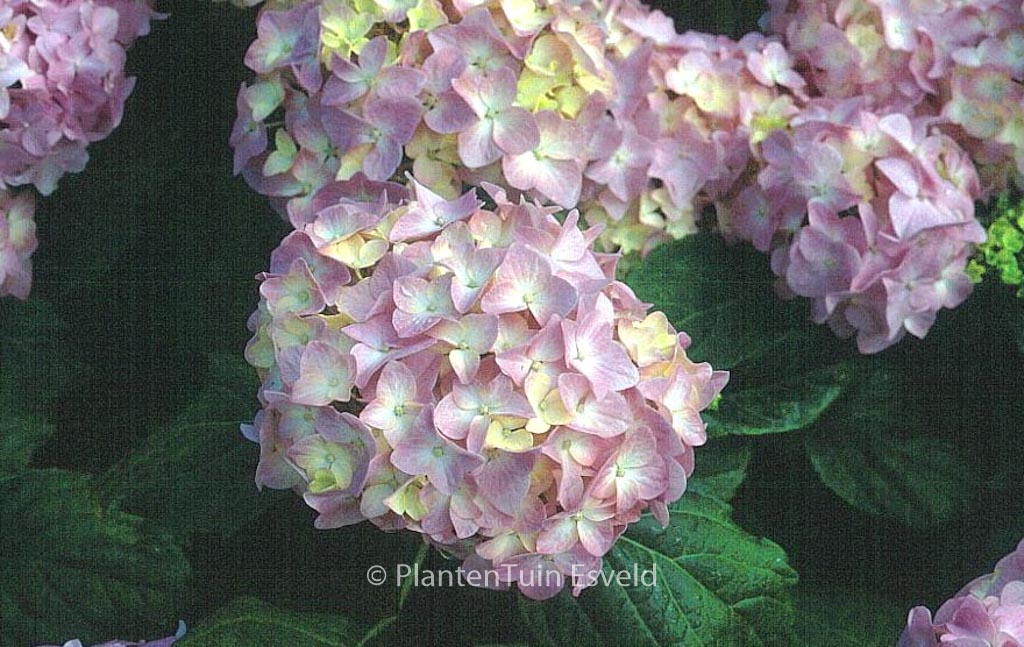 Hydrangea macrophylla ‘La France’