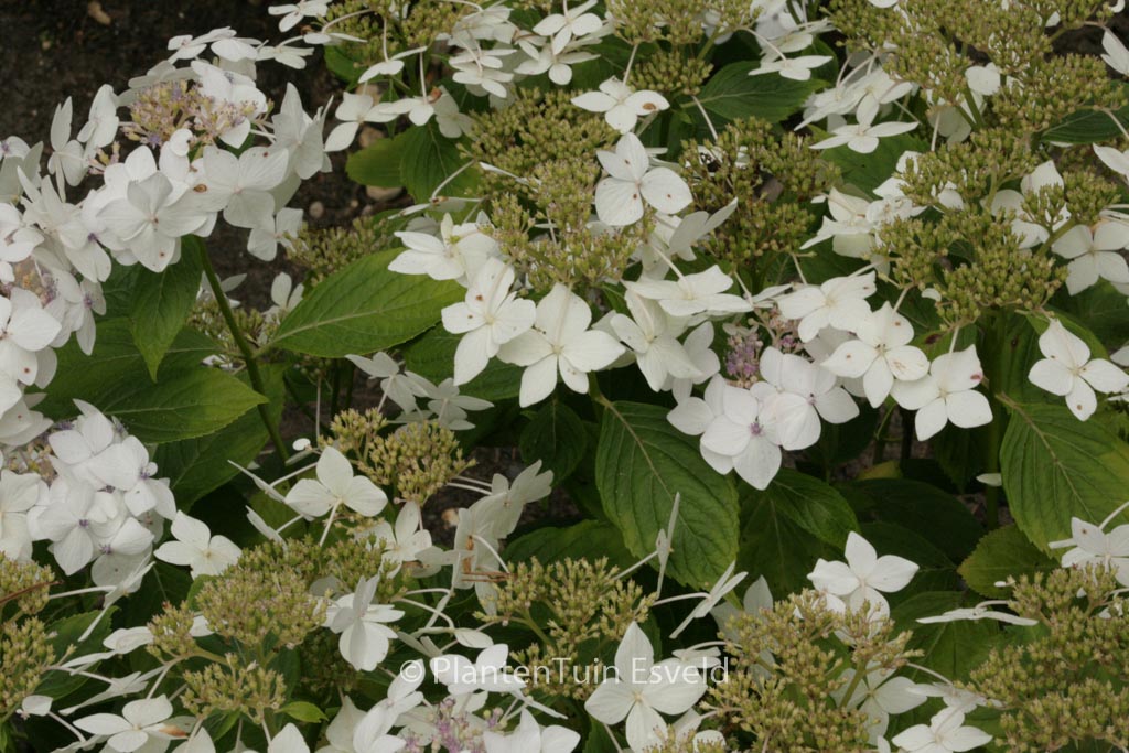 Hydrangea macrophylla ‘Lanarth White’