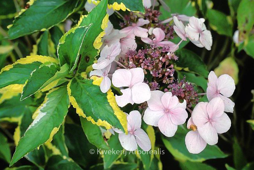 Hydrangea macrophylla ‘Lemon Wave’