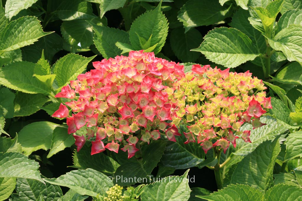 Hydrangea macrophylla ‘Leuchtfeuer’
